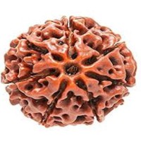 7 Mukhi Rudraksha